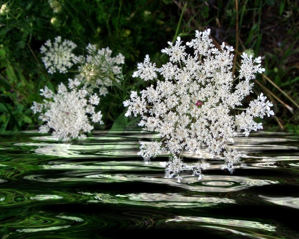 "Floral Snowflakes"