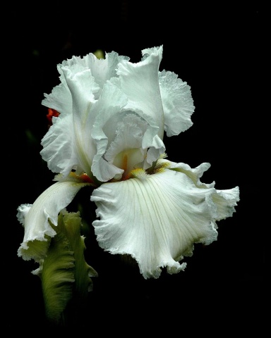 "White Lady"