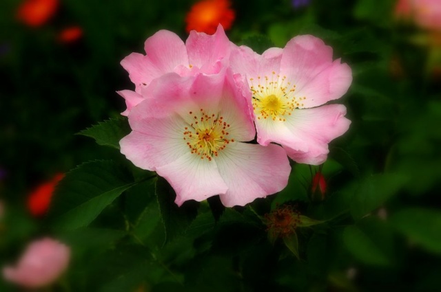 "Pretty in Pink"