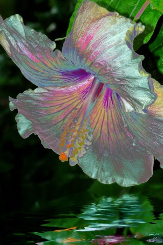 "Iridescent Wonder"