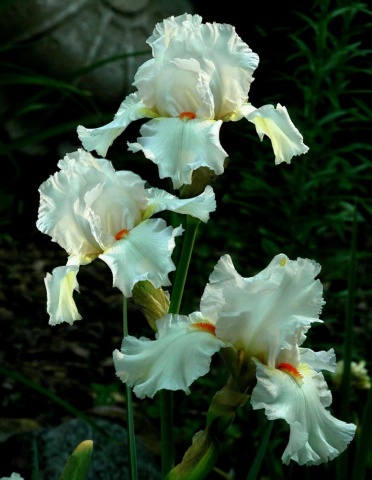 "Silent Beauties"
