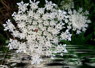 "Amazing Lace"