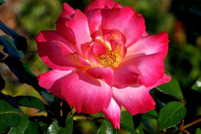 "Kiss of Beauty"