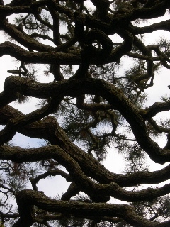 "Branch Pattern" -- Rebecca Hutton