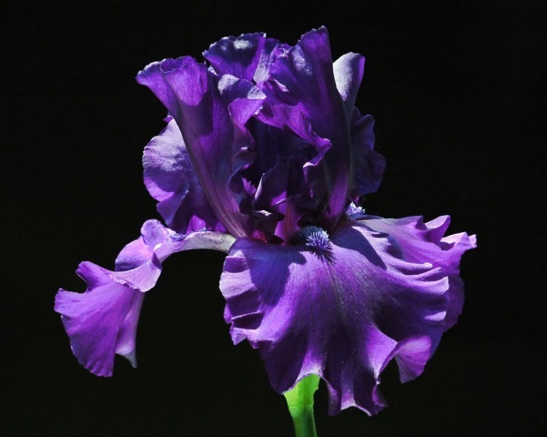 "Mystic Beauty"