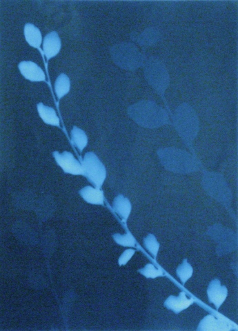 Cyanotype