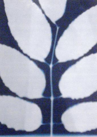 Cyanotype