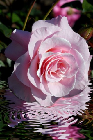 "Splash of Pink"