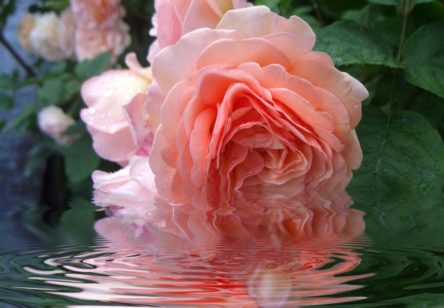 "Floating Pearl"