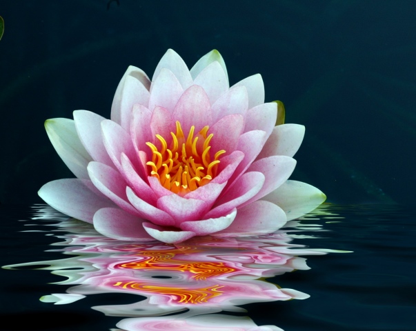 Vibrant Reflections