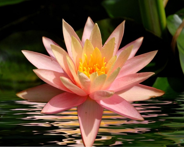 "Star of the Sea"