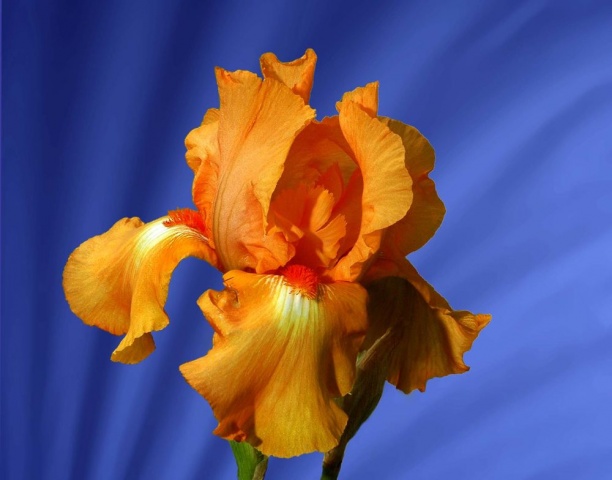 "Tangerine Fantasy"