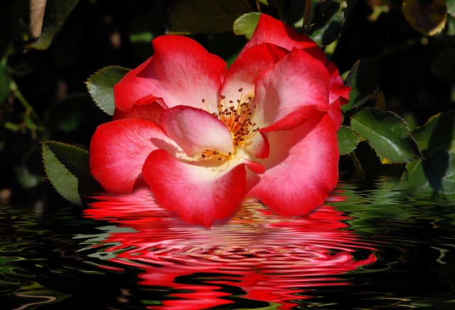 "Reflections"