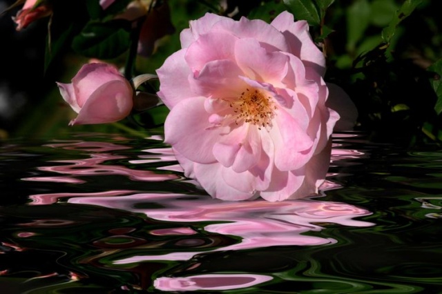"Simply Lovely"