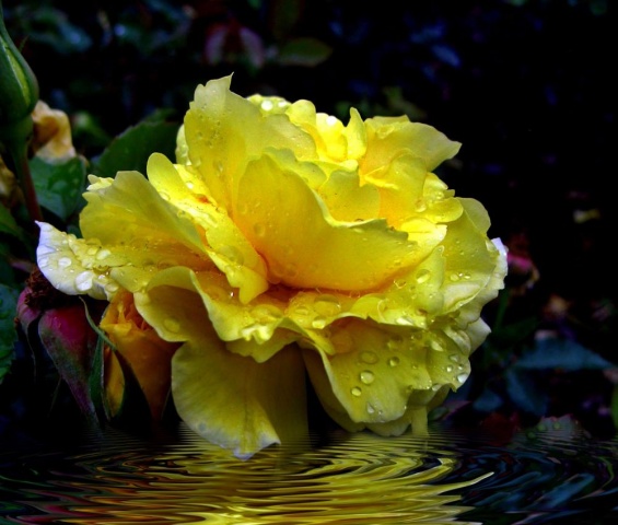 "Sun Drops"