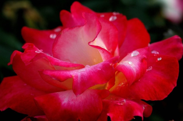 "Rhapsody in Red"