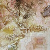 "Podex Equis Est" by Veronica Smith
