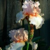 "Peaches & Cream"