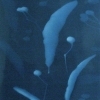 Cyanotype