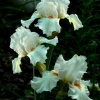 "Silent Beauties"