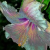 "Iridescent Wonder"