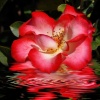 "Reflections"
