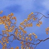 Bouganvillae--by Adam Hayward