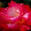 "Rhapsody in Red"