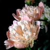 "Blooming Wonders"