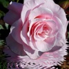 "Splash of Pink"