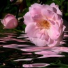 "Simply Lovely"