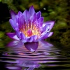"Purple Passion"