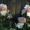 "Splendor in the Light"