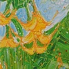 Brugmansia (Angel's Tulips)