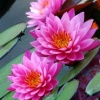 "Water Beauties"