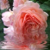 "Floating Pearl"