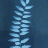 Cyanotype