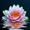 Vibrant Reflections
