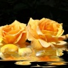 "Golden Duet"