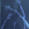 Cyanotype