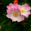 "Pretty in Pink"
