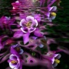 "Columbine Journey"