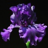 "Mystic Beauty"