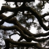 "Branch Pattern" -- Rebecca Hutton