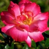 "Kiss of Beauty"