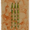 "Three Beans"