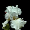 "White Lady"