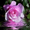 "Magnificent Beauty"