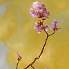 Del Ray Bloom--Adam Hayward