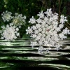 "Floral Snowflakes"
